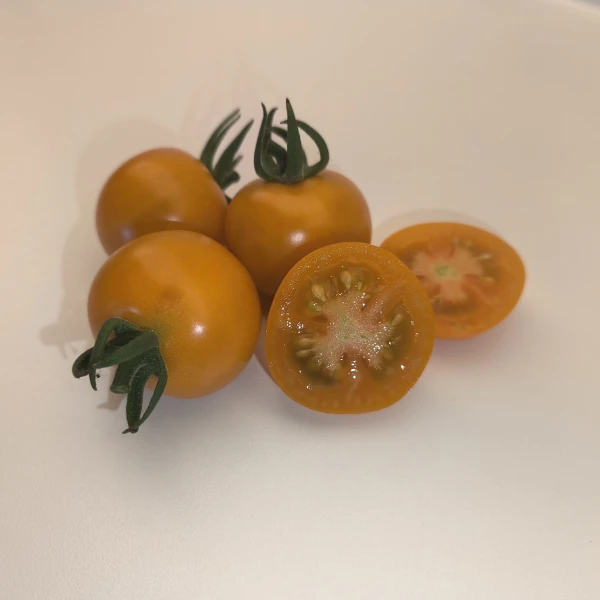 SUNGOLD