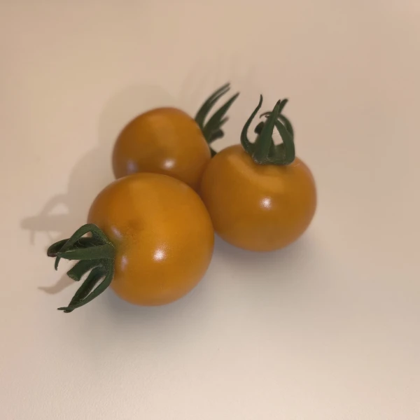 SUNGOLD