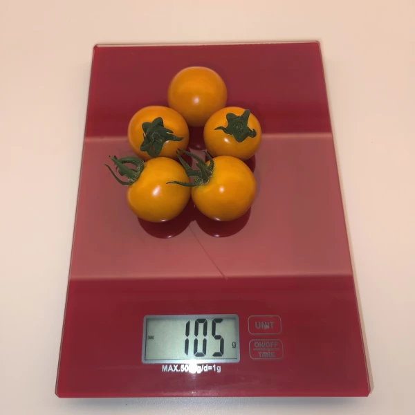 SUNGOLD