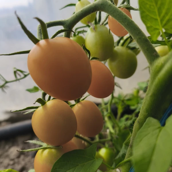 SUNLEMON