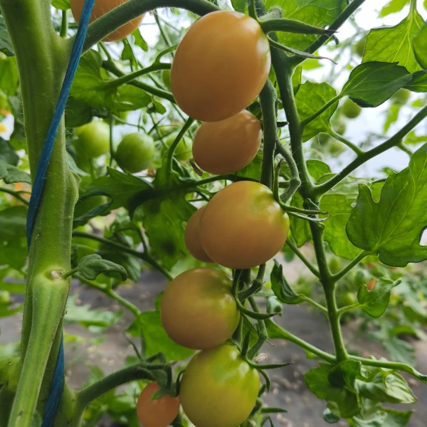 SUNLEMON