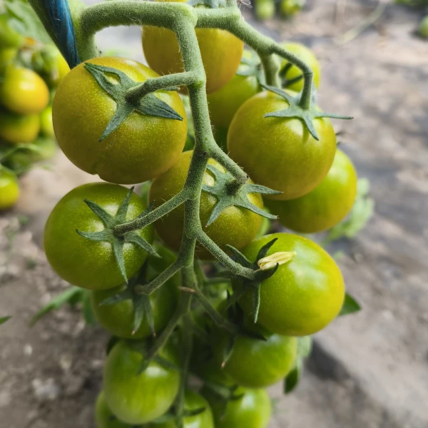SUNGREEN
