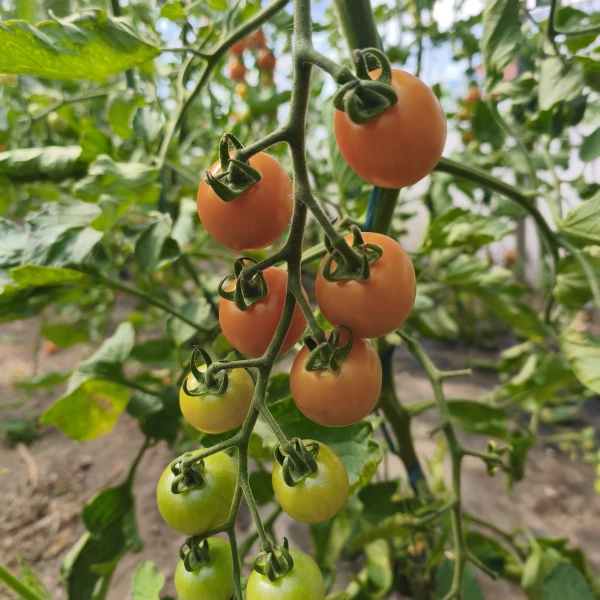 SUNGOLD