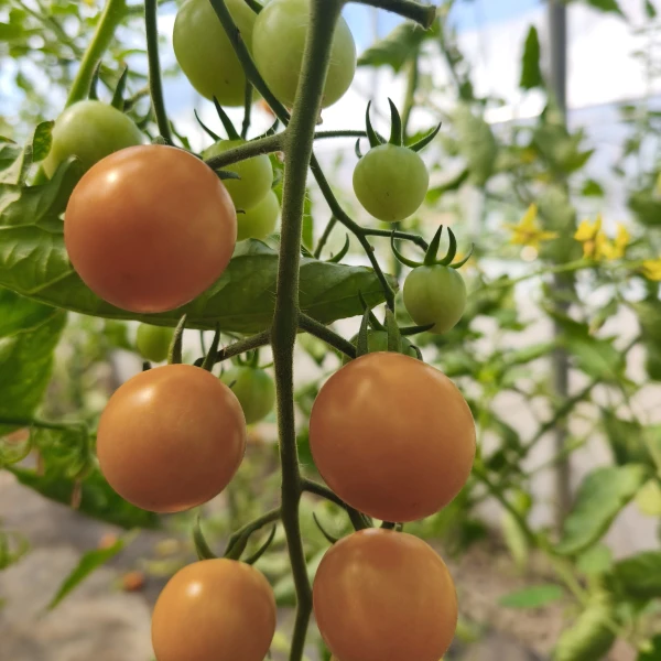 SUNGOLD