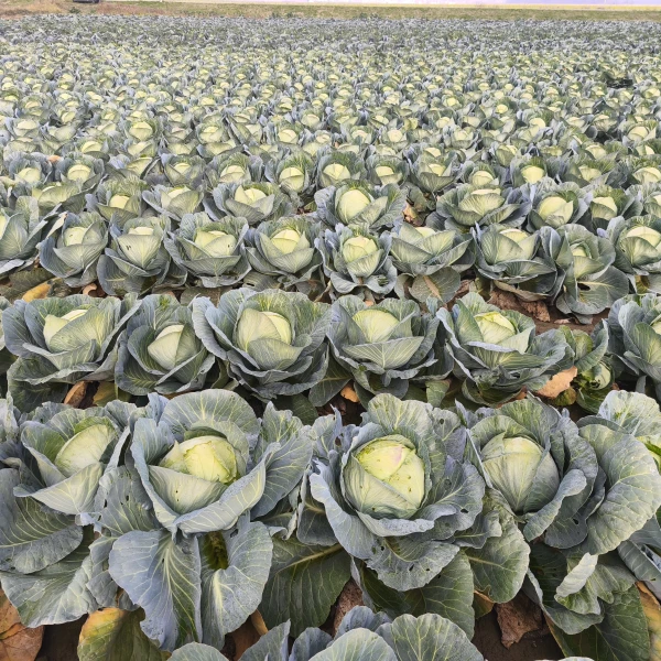 KILAHERB