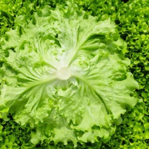 NUVOLA