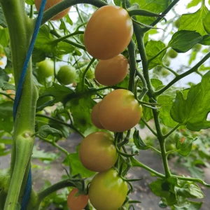 SUNLEMON