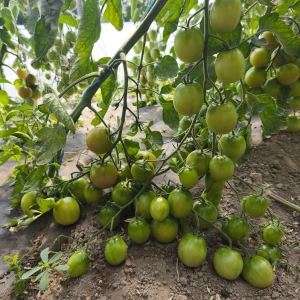 SUNGREEN