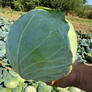 KEPO