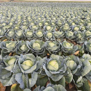 KILAHERB