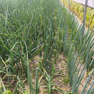 NEGI