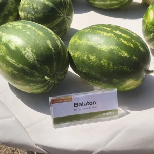 BALATON