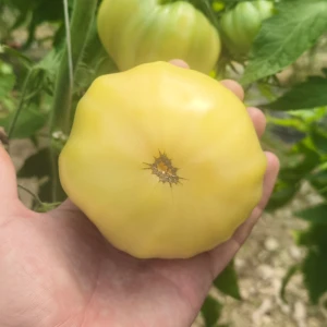 MARVORI