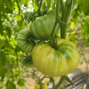 MARVORI