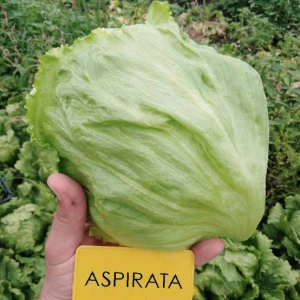 ASPIRATA