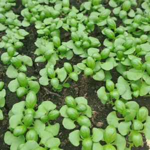 BRITISH BASIL BOSILJAK