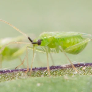 MACROcontrol