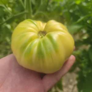 MARVORI