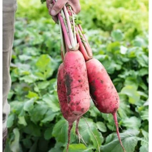 MINI DAIKON RED