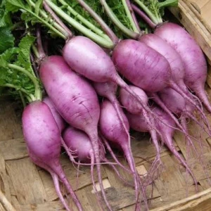 MINI DAIKON PURPLE