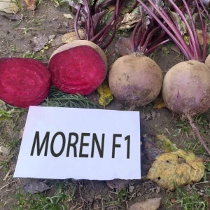 MOREN