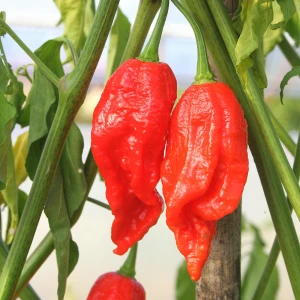 NAGA MORICH