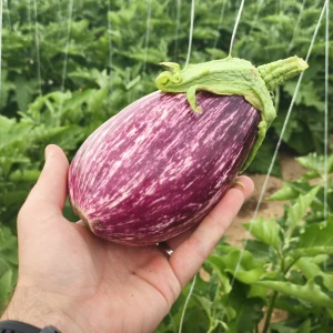STRIATA (TSAKONIKI)