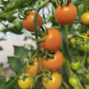 SUNGOLD