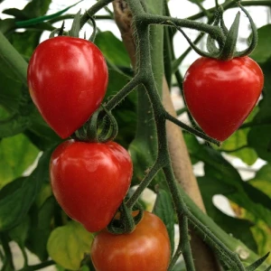 TOMATOBERRY OPERA