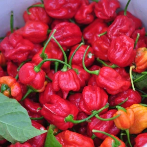TRINIDAD SCORPION RED