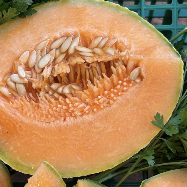 PERSEO