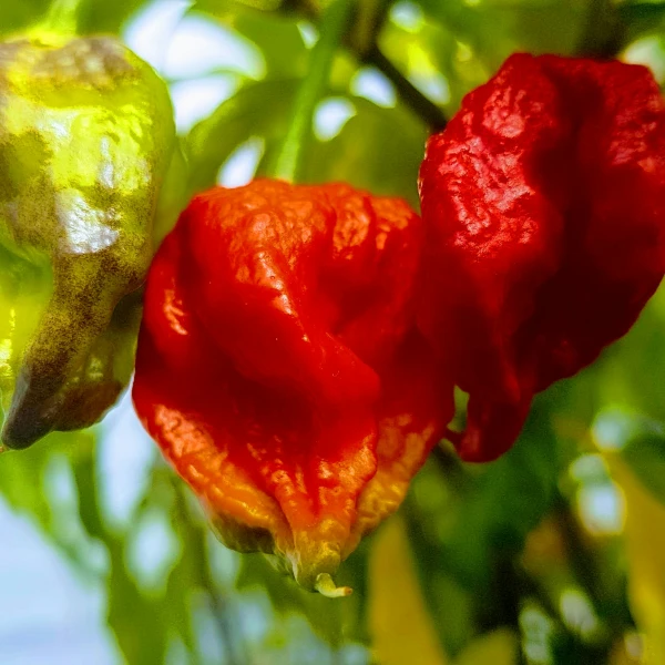 CAROLINA REAPER