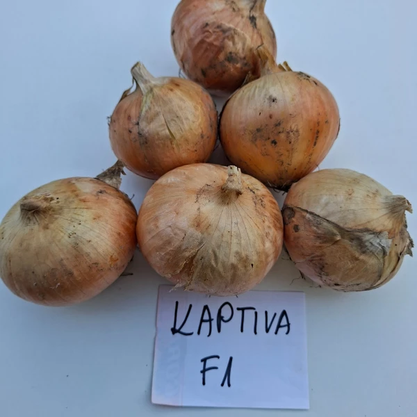 KAPTIVA