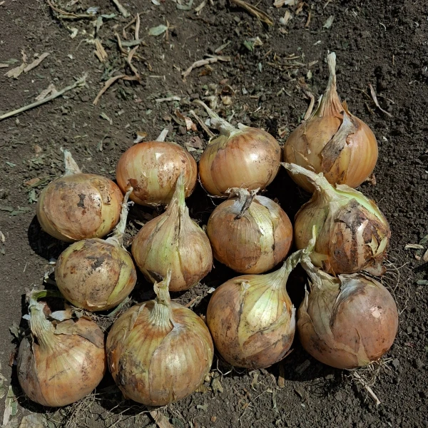 KAPTIVA