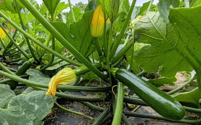 Koji prinos se može očekivati kod proizvodnje tikvice