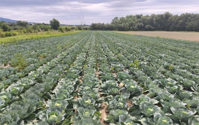 Testiranje ljetnih hibrida kupusa Syngenta Vegetable Seeds