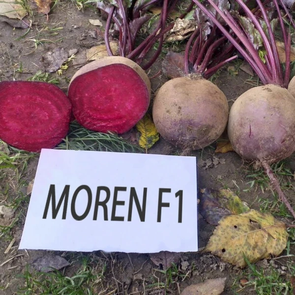 MOREN