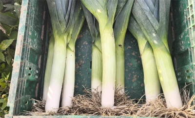 Nova genetika F1 hibrida poriluka