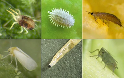 Provjerite koja sredstva se mogu koristiti u prisutnosti biološke zaštite i bumbara