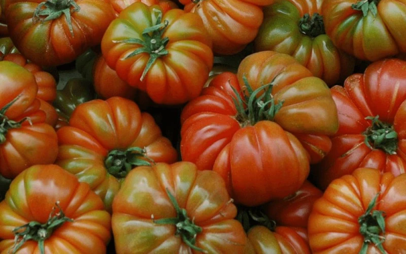 Razni tipovi rajčice- beef (crveni i pink), volovsko srce do marmande