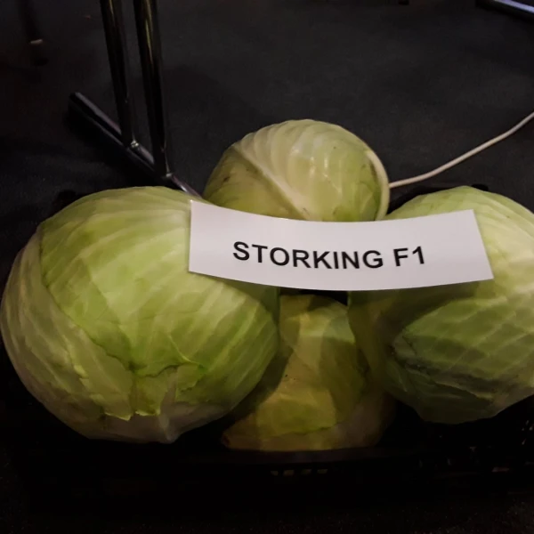 STORKING