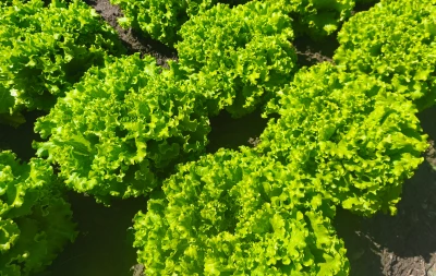 Salate za ljetnu proizvodnju