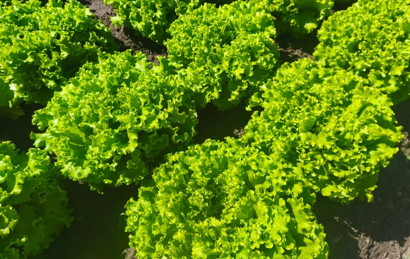 Salate za ljetnu proizvodnju