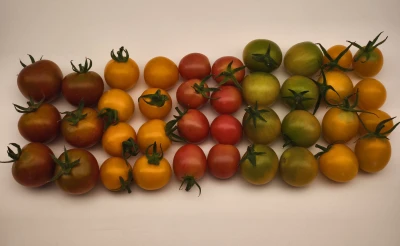 Sve boje i oblici cherry rajčica sjemenske kuće Tokita Seed