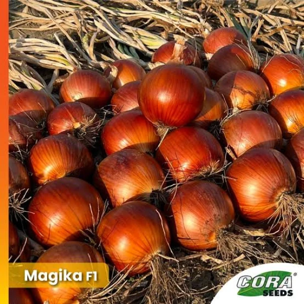 MAGIKA